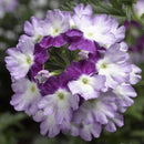 VERBENA LANAI - TWISTER PURPLE