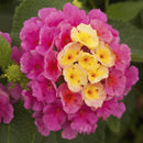 LANTANA LANDSCAPE - BANDANA PINK
