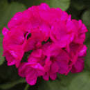 SEED GERANIUMS - ROSE