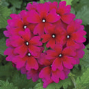 VERBENA LANAI - MAGENTA