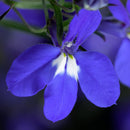 LOBELIA - TECHNO DARK BLUE