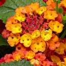 LANTANA - BANDOLERO GUAVA