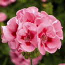 3 GALLON GERANIUMS - PINK FLAME