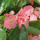 BEGONIA DRAGON WING - PINK