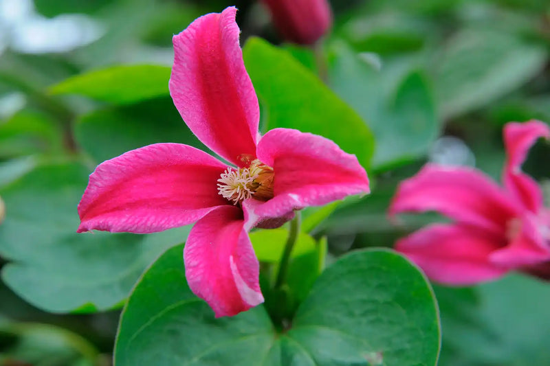 CLEMATIS - TEX PRINCESS DIANA