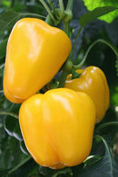 INDIVIDUAL SWEET PEPPERS  - EARLY SUMMER