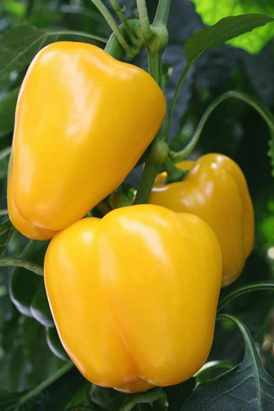 INDIVIDUAL SWEET PEPPERS  - EARLY SUMMER