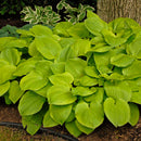 HOSTA - AUGUST MOON