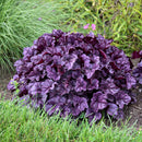 HEUCHERA - WILDBERRY