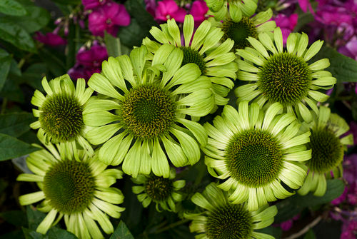 ECHINACEA - GREEN JEWEL