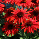 ECHINACEA - SOMBRERO SANGRITA