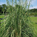 GRASS - ERIANT RAVEN