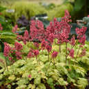 HEUCHERA - TIMELESS GLOW