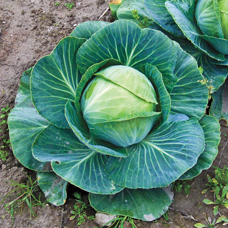 CABBAGE - FAST VANTAGE