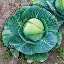 CABBAGE - FAST VANTAGE