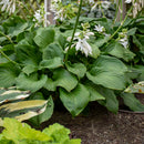 HOSTA - ROYAL CREST
