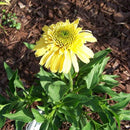 ECHINACEA - LEMON DROP