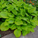 HOSTA - SUM AND SUBSTANCE