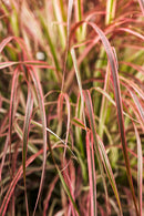 GRASS - PENNIS FIREWORKS