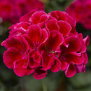 3 GALLON GERANIUMS - CRIMSON FLAME