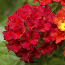 LANTANA BANDANA - RED