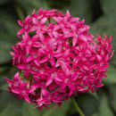 5 1/2" POTS - PENTAS HOT PINK