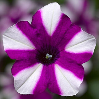 PETUNIA - SHORTCAKE BLUEBERRY