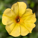 PETUNIA - BANANA CANDY
