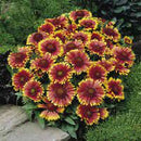 GAILLARDIA - ARIZONA RED SHADES
