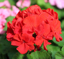 3 GALLON GERANIUMS - RED