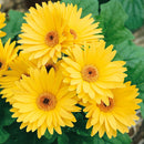 5 1/2" POTS - GERBER DAISY YELLOW