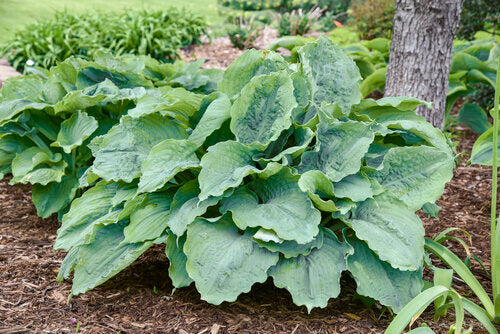 HOSTA - SHADOWLAND DIAMOND LAKE