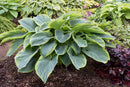 HOSTA - WU LA LA