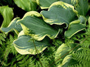 HOSTA - SHADOWLAND WHEEE!