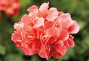 3 GALLON GERANIUMS - SALMON