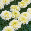 MARIGOLDS - SWEET CREAM