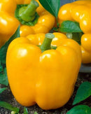 INDIVIDUAL SWEET PEPPERS - GOLDEN CALIFORNIA WONDER