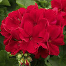 5 1/2" GERANIUMS - CALLIOPE DARK RED