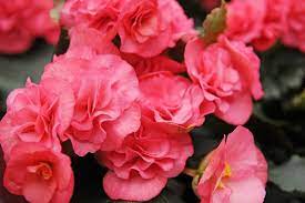 BEGONIA NONSTOP - PINK