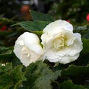 BEGONIA NONSTOP - WHITE