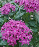 5 1/2" POTS - PENTAS VIOLET