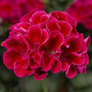 5 1/2" GERANIUMS - CRIMSON FLAME