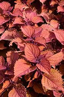 COLEUS - MAIN STREET WALL STREET
