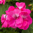 5 1/2" GERANIUMS - CALLIOPE PINK