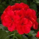 5 1/2" GERANIUMS - CALLIOPE ORANGE SPLASH