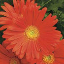 5 1/2" POTS - GERBER DAISY DEEP ORANGE