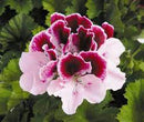 5 1/2" GERANIUMS - PURPLE MAJESTY