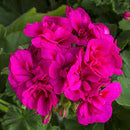 5 1/2" GERANIUMS - CALLIOPE VIOLET