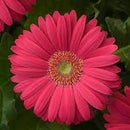 5 1/2" POTS - GERBER DAISY DEEP PINK