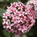 5 1/2" POTS - PENTAS PINK BICOLOR
